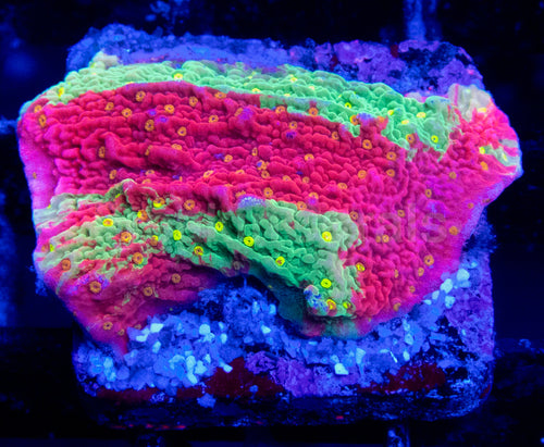Solar Veins Montipora