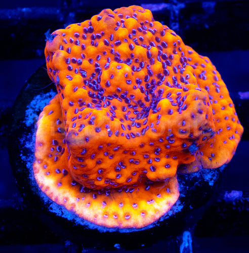Mystic Sunset Montipora