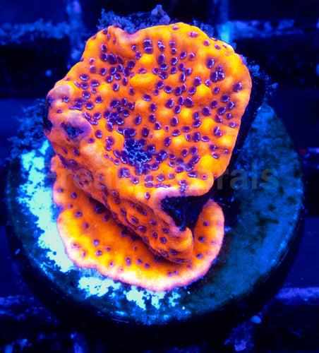 Mystic Sunset Montipora