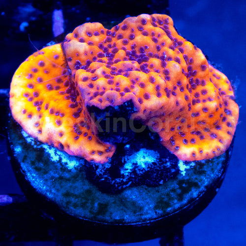 Mystic Sunset Montipora