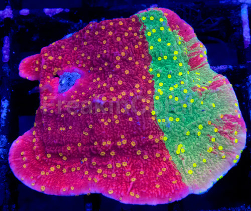 Solar Veins Montipora
