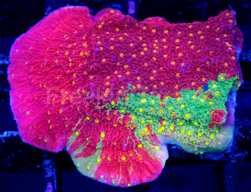 Solar Veins Montipora