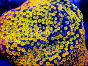 Prism Veil Montipora