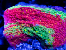 Carregar imagem no visualizador da galeria, Solar Veins Montipora