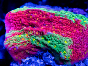 Solar Veins Montipora