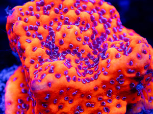 Mystic Sunset Montipora