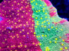 Carregar imagem no visualizador da galeria, Solar Veins Montipora