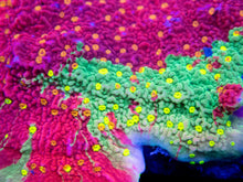 Carregar imagem no visualizador da galeria, Solar Veins Montipora