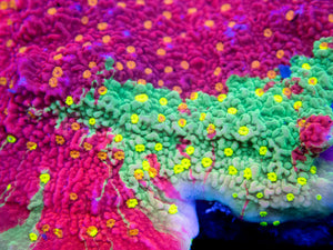 Solar Veins Montipora