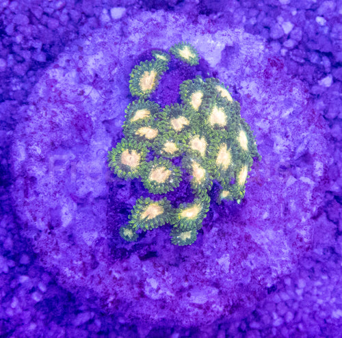 Lemon Edge Zoas