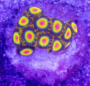 Rasta Vibe Zoas