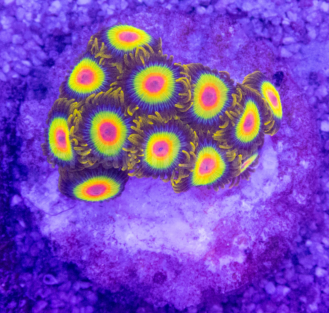 Rasta Vibe Zoas