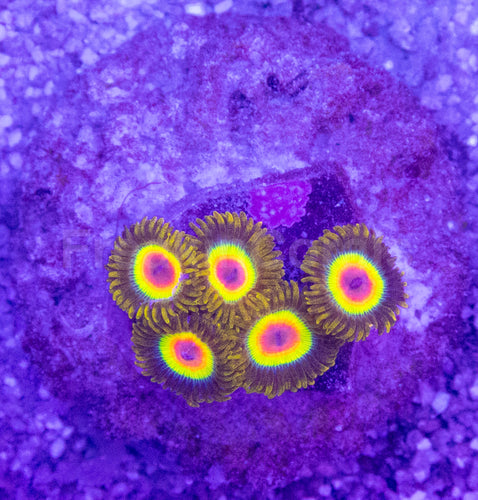 Rasta Vibe Zoas