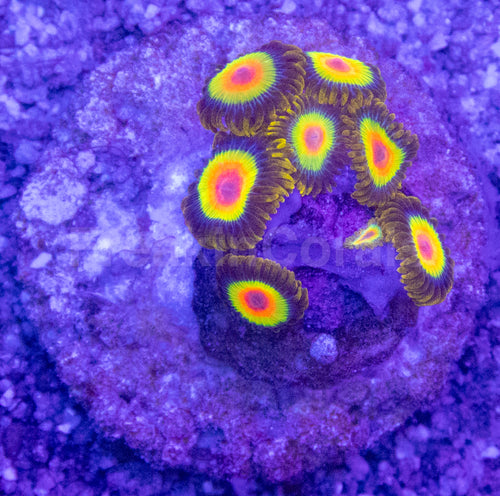 Rasta Vibe Zoas