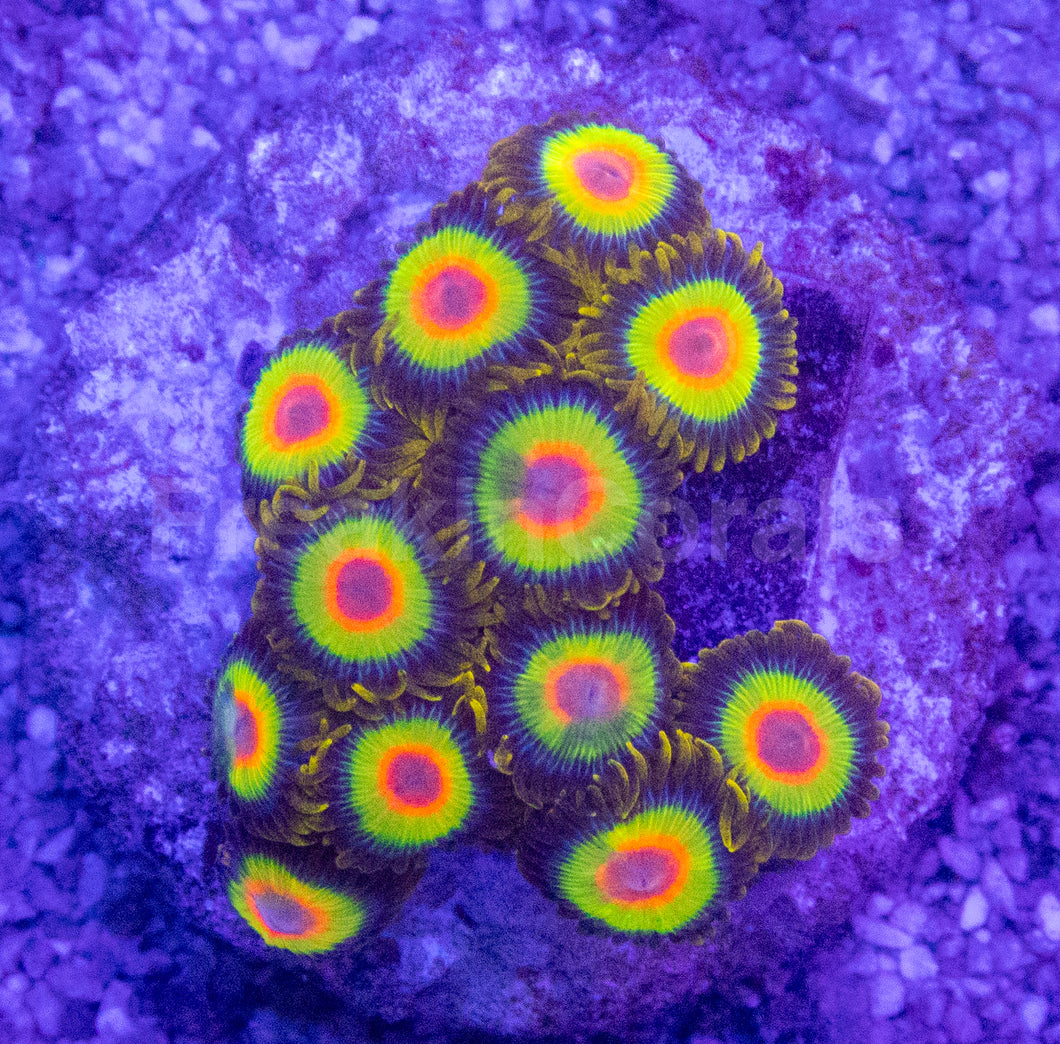 Rasta Vibe Zoas