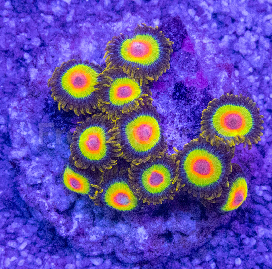 Rasta Vibe Zoas