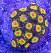Load image into Gallery viewer, Rasta Vibe Zoas