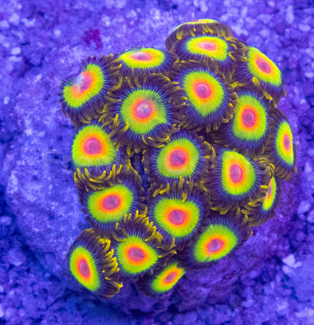 Rasta Vibe Zoas