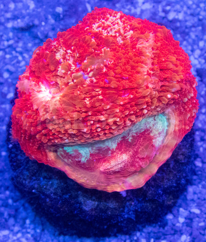 Ember Lash Bowerbanki