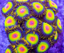 Load image into Gallery viewer, Rasta Vibe Zoas