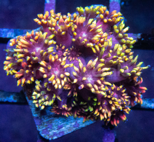 Golden Inferno Blossom Goni