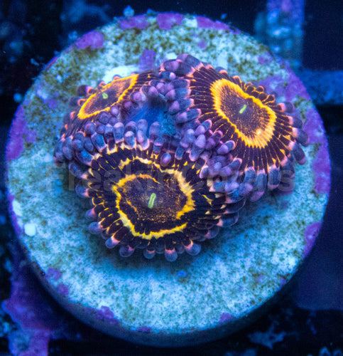Stratosphere Pulse Zoas