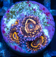 Load image into Gallery viewer, Stratosphere Pulse Zoas