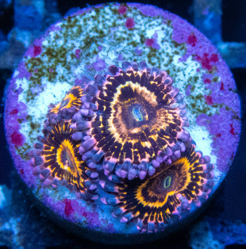 Stratosphere Pulse Zoas