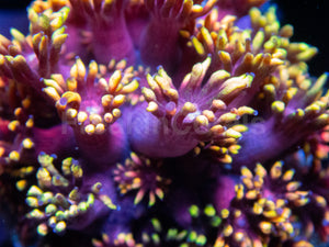 Golden Inferno Blossom Goni