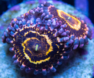Stratosphere Pulse Zoas