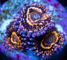Load image into Gallery viewer, Stratosphere Pulse Zoas