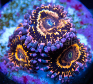 Stratosphere Pulse Zoas