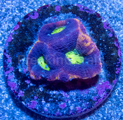 Lava Crown Bowerbanki