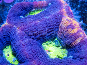 Lava Crown Bowerbanki