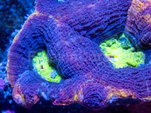 Lava Crown Bowerbanki