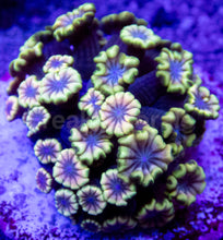 Load image into Gallery viewer, Prism Bloom Alveopora