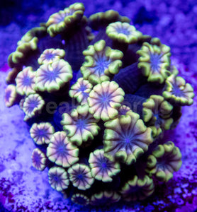 Prism Bloom Alveopora