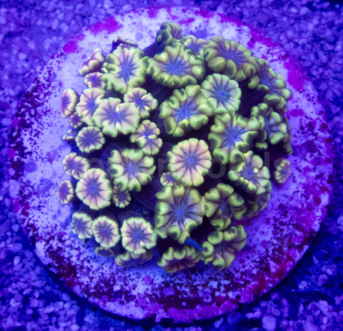 Prism Bloom Alveopora