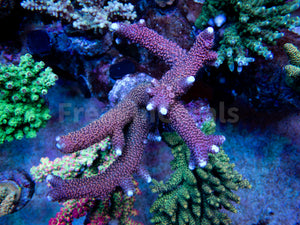 FK Red Diablo Staghorn Acropora