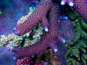 FK Red Diablo Staghorn Acropora