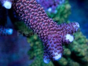 FK Red Diablo Staghorn Acropora