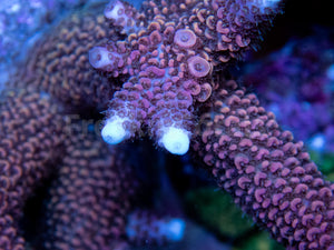 FK Red Diablo Staghorn Acropora