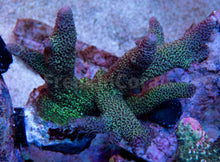 Load image into Gallery viewer, FK Metallic Blue  Staghorn Acropora SPS449