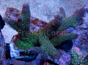 FK Metallic Blue  Staghorn Acropora SPS449