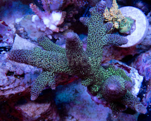 FK Metallic Blue  Staghorn Acropora SPS449