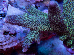 FK Metallic Blue  Staghorn Acropora SPS449