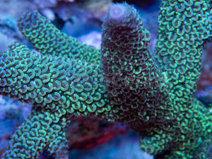 FK Metallic Blue  Staghorn Acropora SPS449