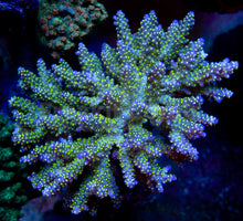 Load image into Gallery viewer, FK Tricolor Valida Acropora (Ultra Bright) SPS830