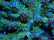 Load image into Gallery viewer, FK Tricolor Valida Acropora (Ultra Bright) SPS830