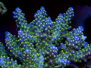 FK Tricolor Valida Acropora (Ultra Bright) SPS830